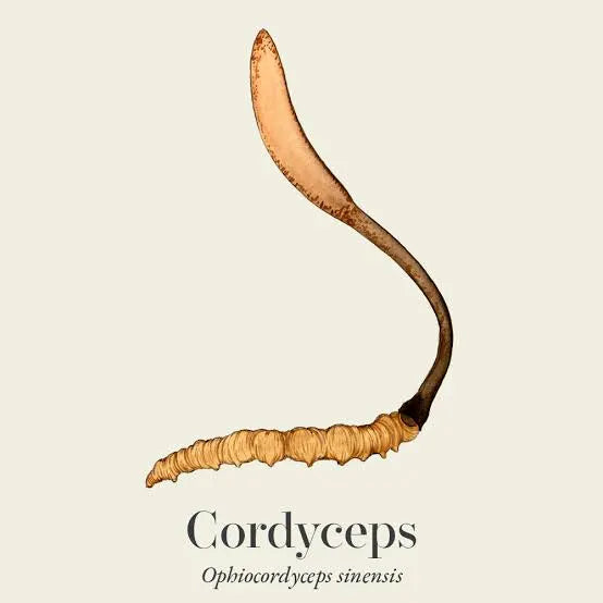 LAYA, Cordyceps Origin